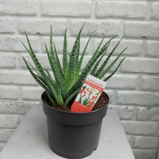 Комнатное растение Алоэ хумилис