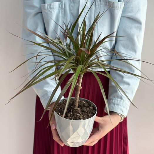 Драцена пересаженная в кашпо