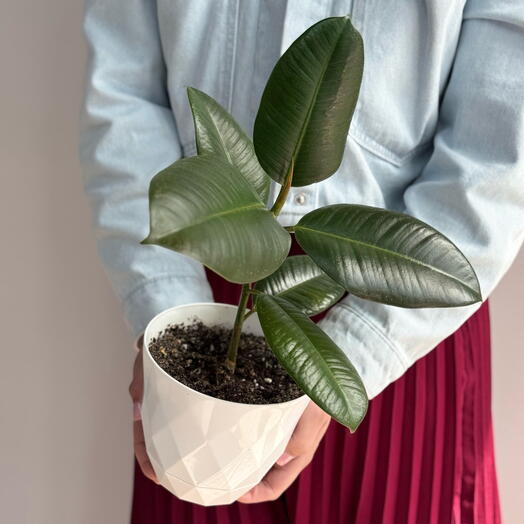 Фикус Робуста пересаженный в кашпо