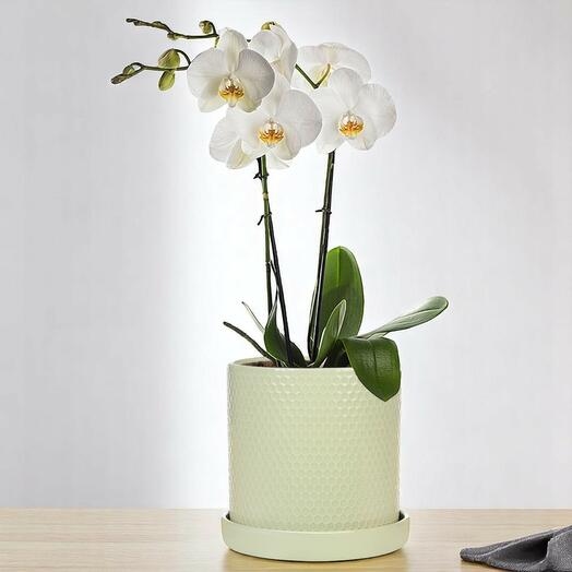 White orchid
