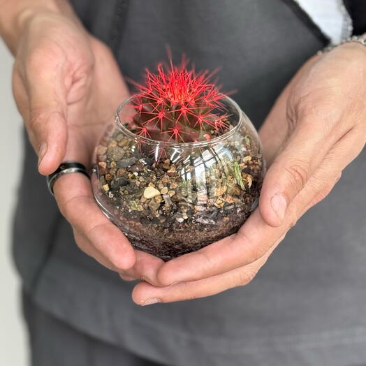 Стеклянный Эхинокактус