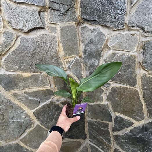 Комнатное растение стрелиция Регина