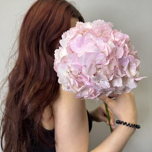 Розовая гортензия