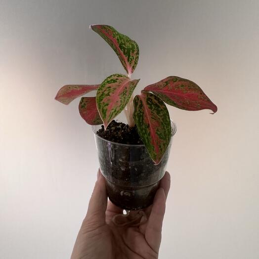 Аглаонема Aglaonema Night Sparkle