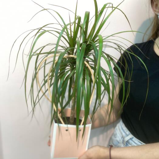 Комнатное растение Драцена