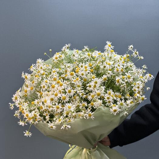 Букет из кустовых ромашек 51шт