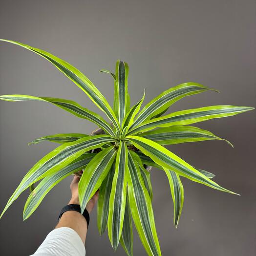 Драцена Лемон Лайм в плетеной корзине