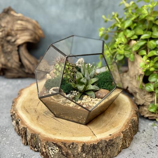 Додекаэдр М с тенеустойчивыми суккулентами
