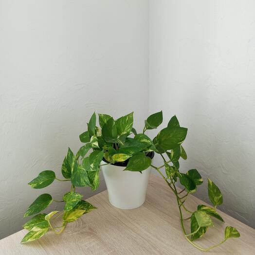 Эпипрениум золотистый