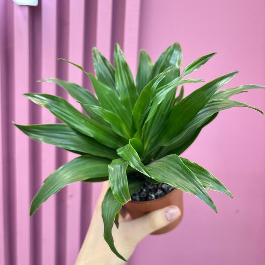 Драцена Фрагранс Компакта