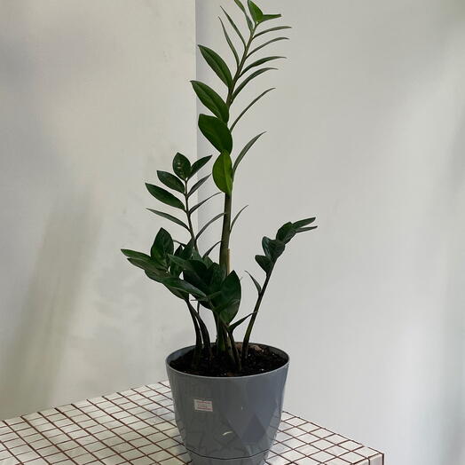 Замиокулькас-пересаженный в кашпо