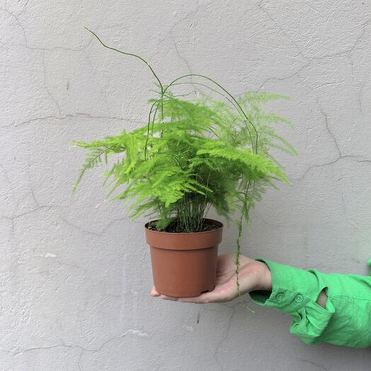 Аспарагус перистый (d -14)