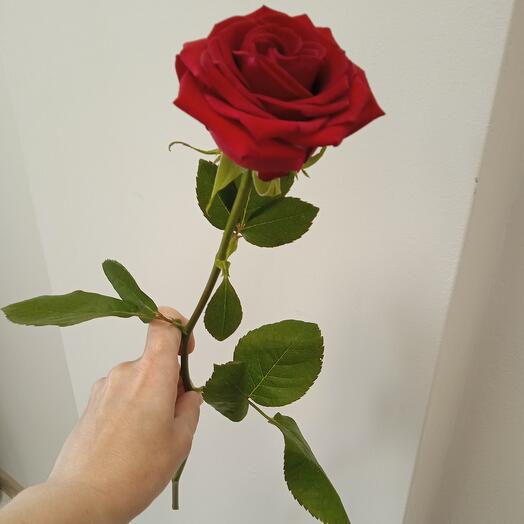 Роза ред наоми 50 см