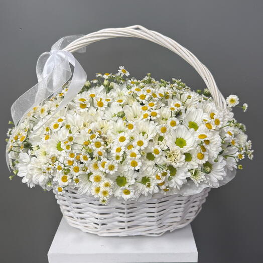 Корзина из белой ромашковой хризантемы M