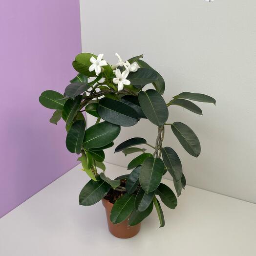 Комнатное растение Стефанотис