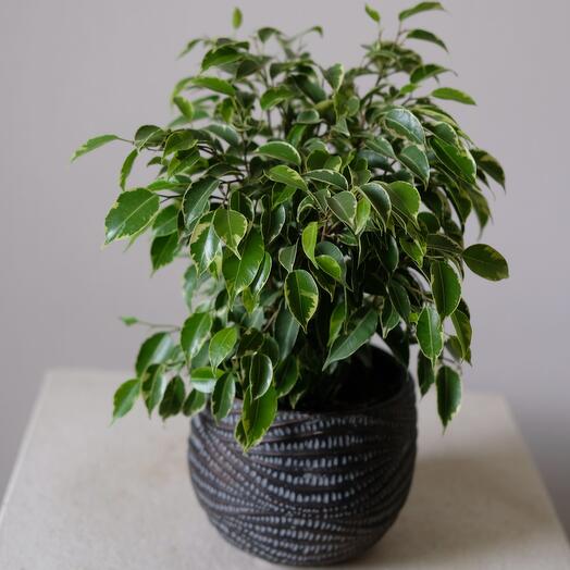 Фикус Бенжамина