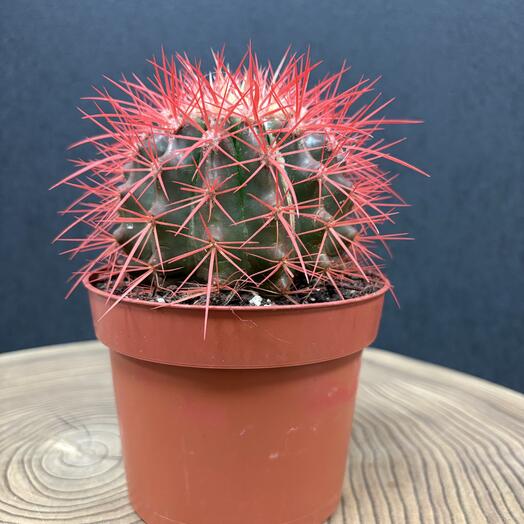 Эхинокактус красный, большой