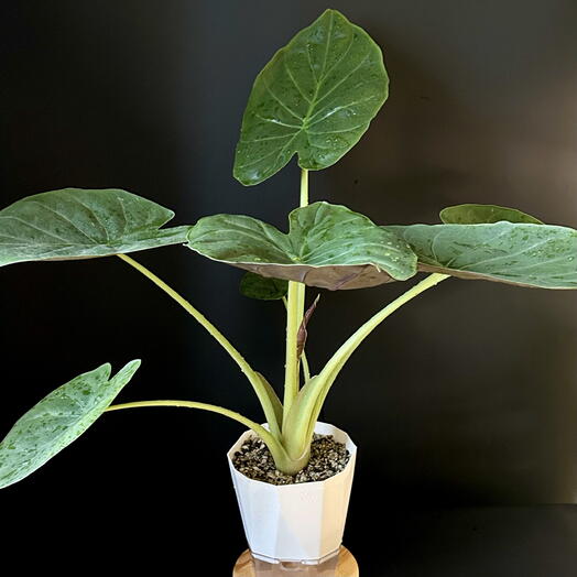 Огромная Алоказия Венти в минеральном грунте