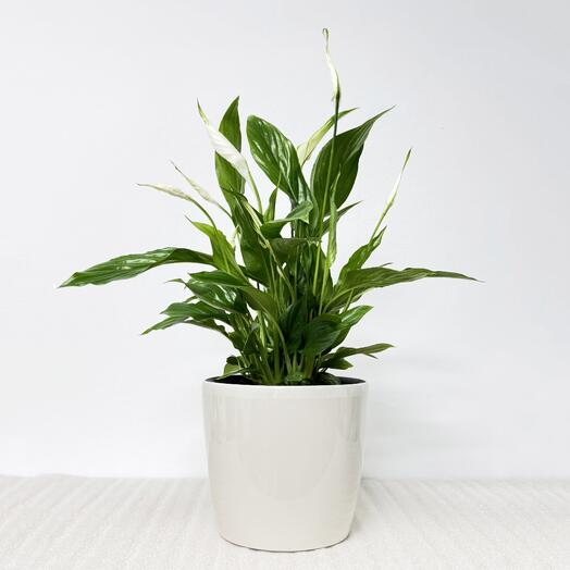 Спатифиллум в кремовом кашпо с автополивом, высота 45-50см