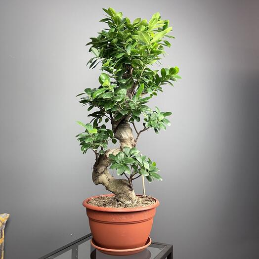 Фикус бонсай гинсенг микрокарпа, высота 75-80см