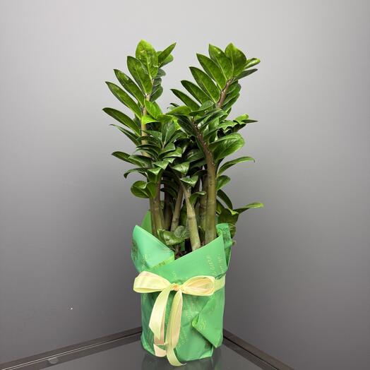 Замиокулькас жук зензи в подарочной упаковке, 45см