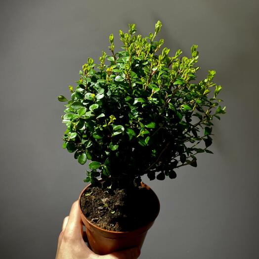 Мирт (Миртовое дерево) 12 см