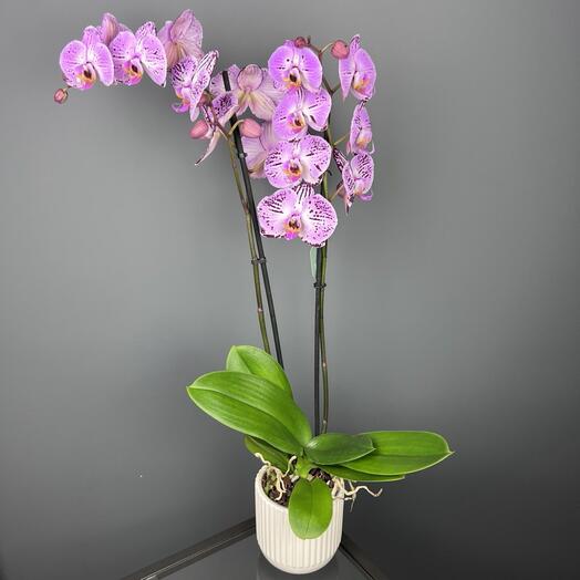 Орхидея фаленопсис в керамическом кашпо  D13 Высота 70 см
