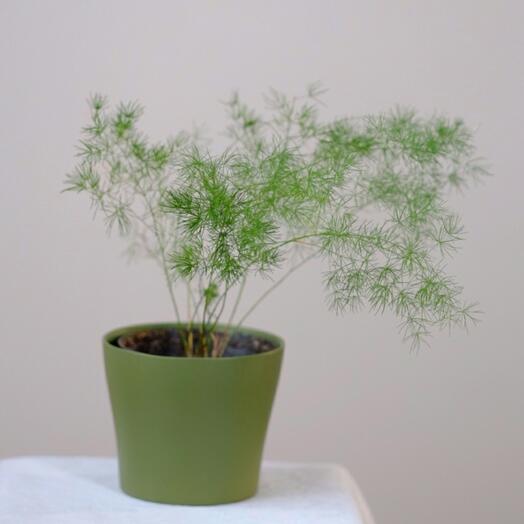 Аспарагус. Размер S