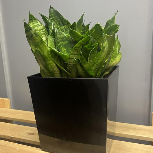 Комнатное растение сансевиерия в горшке
