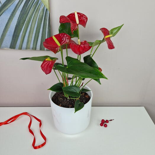 Антуриум красный комнатный цветок в белом горшке