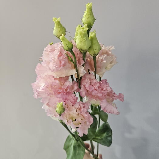 Эустома розовая(пышная)