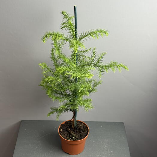 Араукария- живая комнатная ель 💚