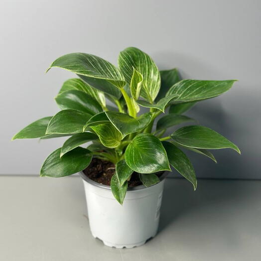 Филодендрон (PHILODENDRON BIRKIN)