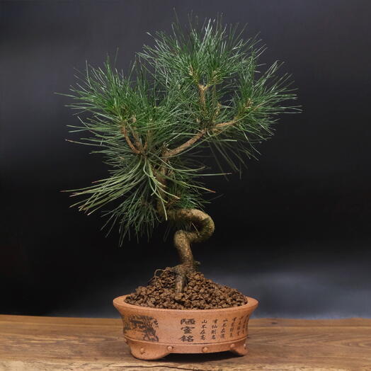 Бонсай Сосна, 25см, 15 лет