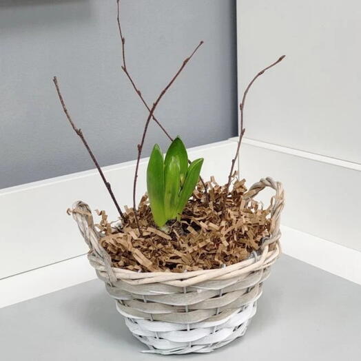 Розовый гиацинт в корзинке