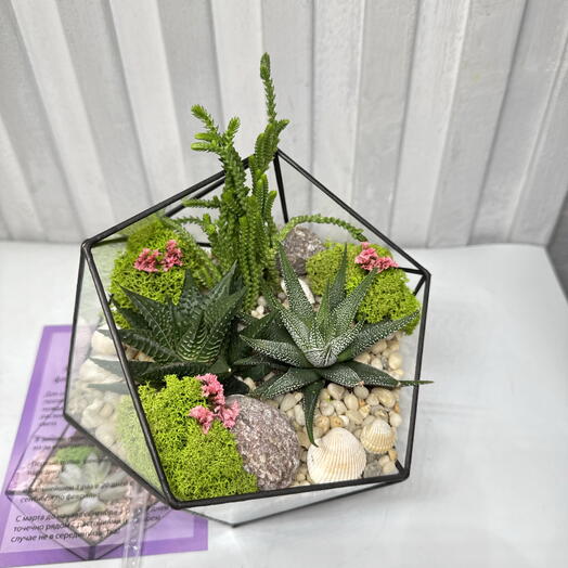 Флорариум с хавортиями и крассулой