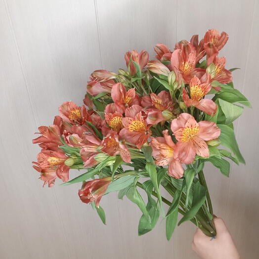 Альстромерия рыжая 9