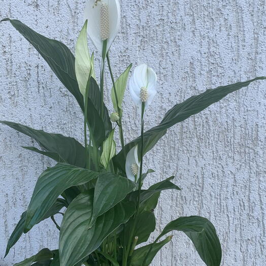 Спатифиллум