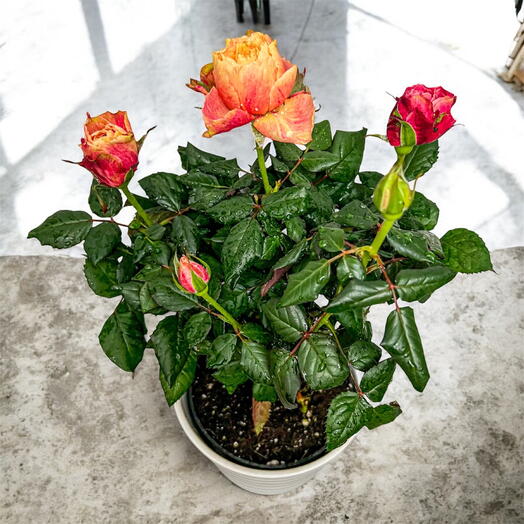 Роза Патио в горшке