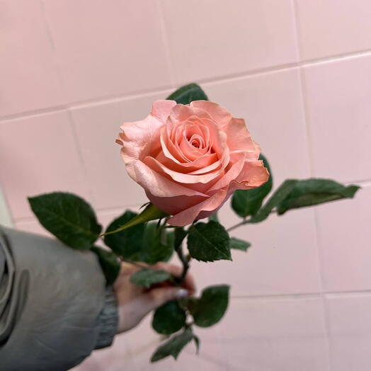 Роза бисвит Эквадор