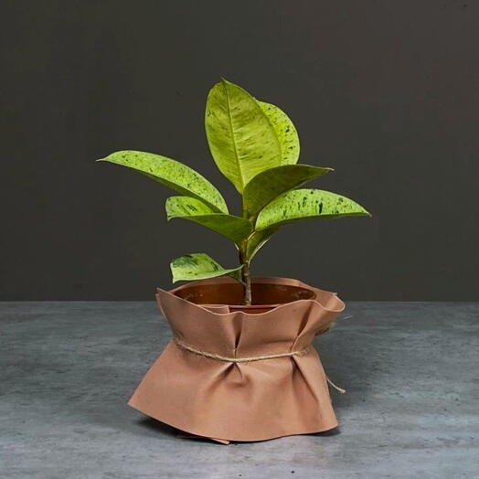 Фикус Шривериана