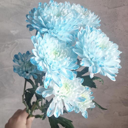 Хризантема Алтай , голубой