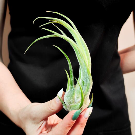 Тилландсия Селериана (Tillandsia Seleriana)