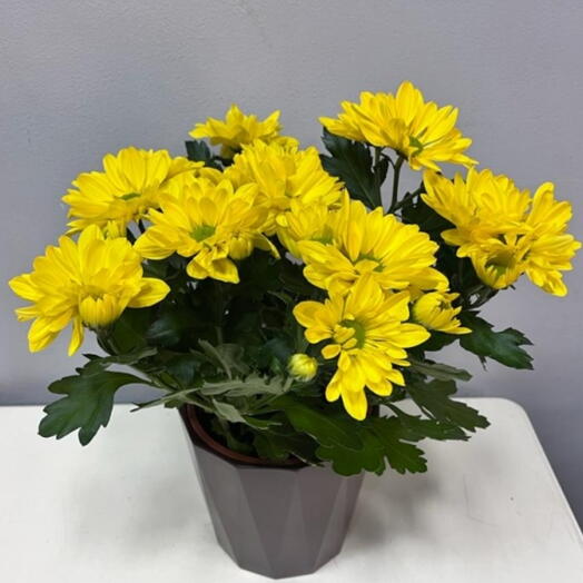 Солнечная хризантема в горшке