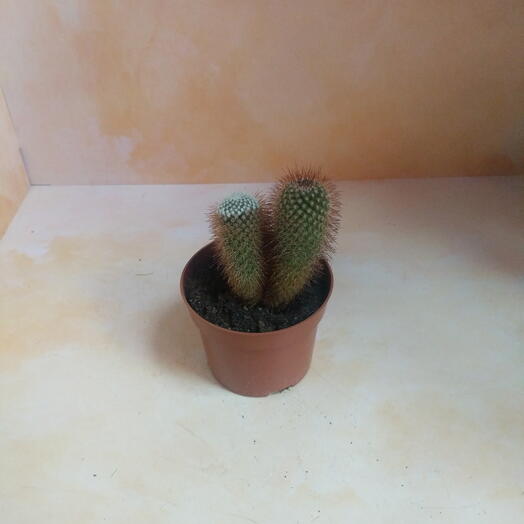 Кактус