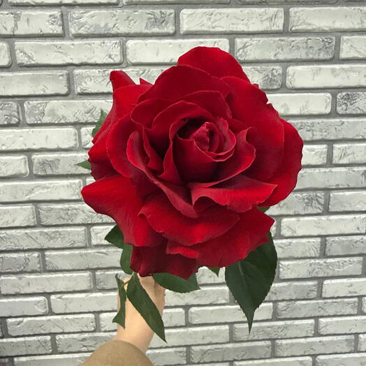 Французская красная Роза