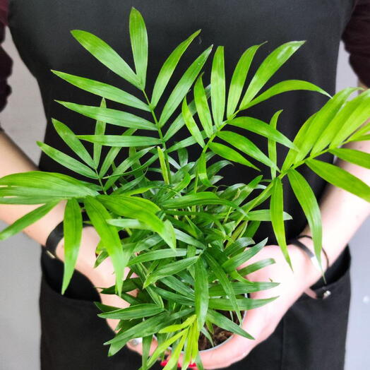 Хамедорея Изящная, или Бамбуковая Пальма (Chamaedorea Elegans) D9см