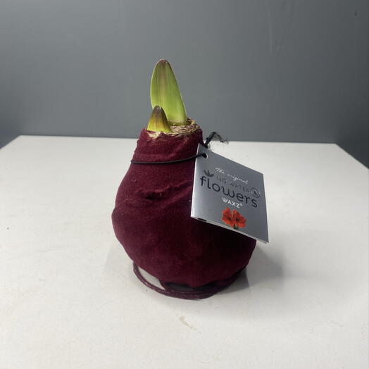 Амарилис в воске Красный