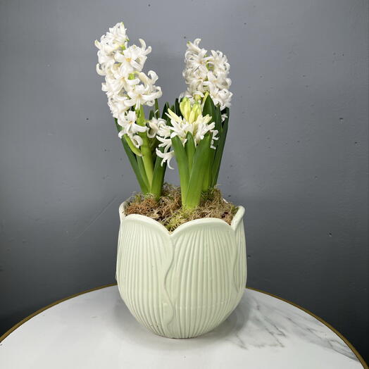 Гиацинт белый, 3 луковицы в зеленом кашпо