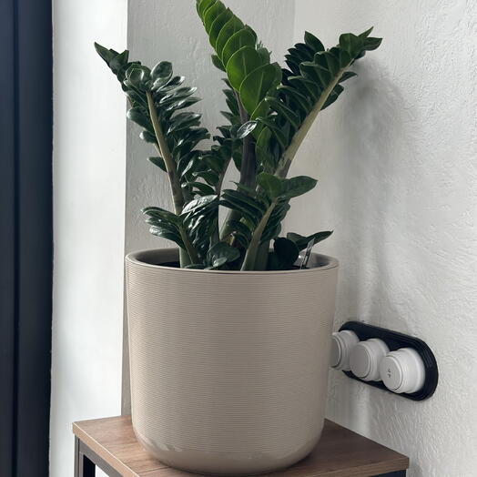 Замиокулькас Зензи